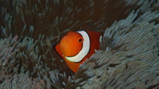 Thumbnail of post image 051